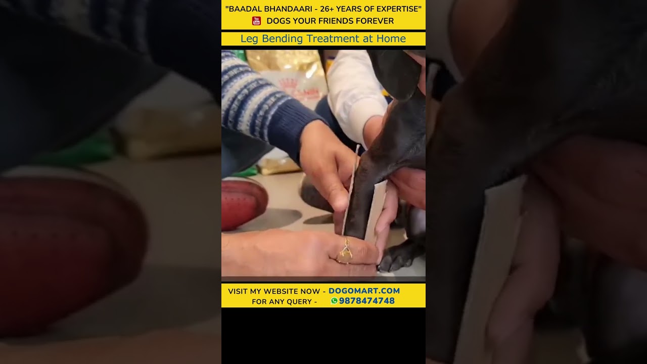 Leg bending or rickets treatment at home. #shorts #dogomart #shortsvideos #dogsyourfriendsforever