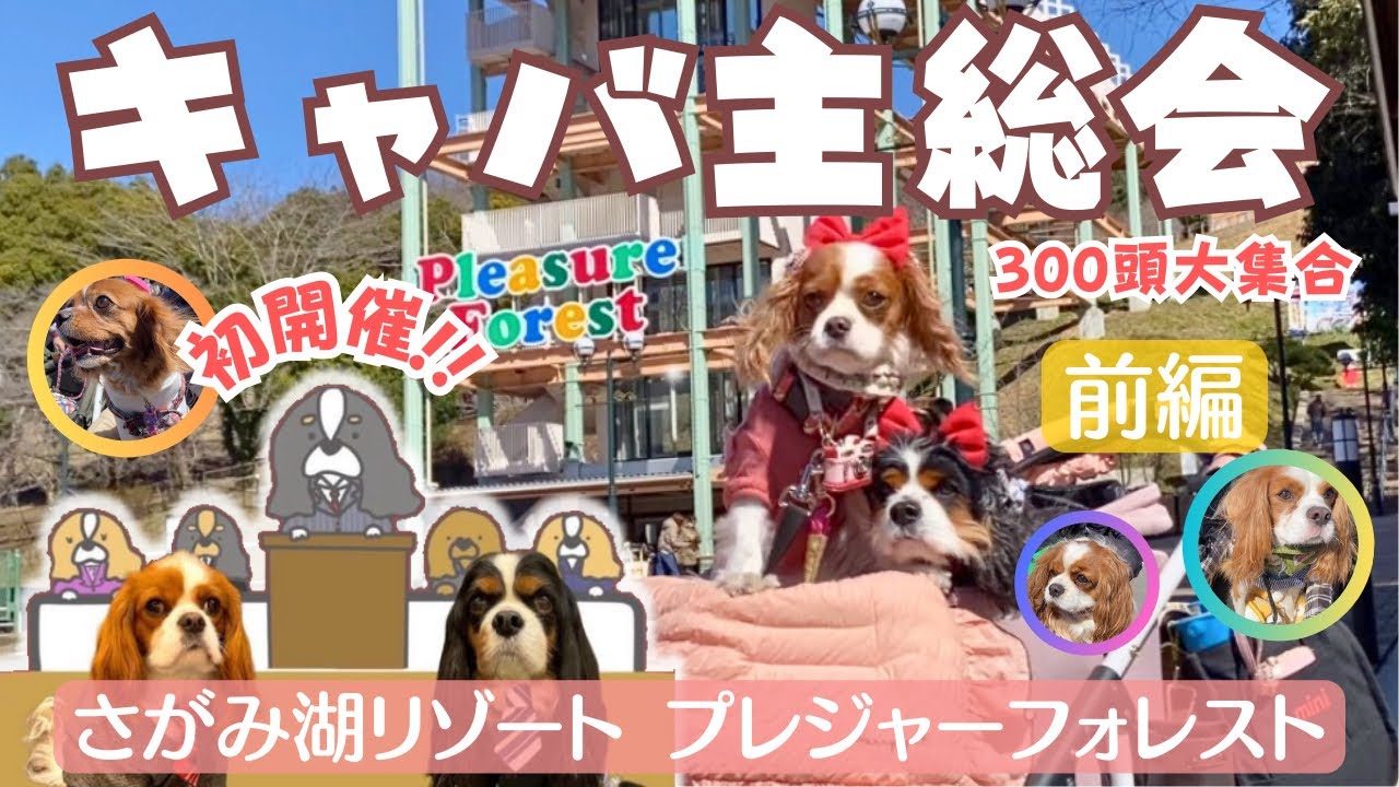 【キャバ主総会】キャバリアが300頭大集合‼️初開催でキャバまみれ💛飼い主大興奮‼️💕💕【前編】