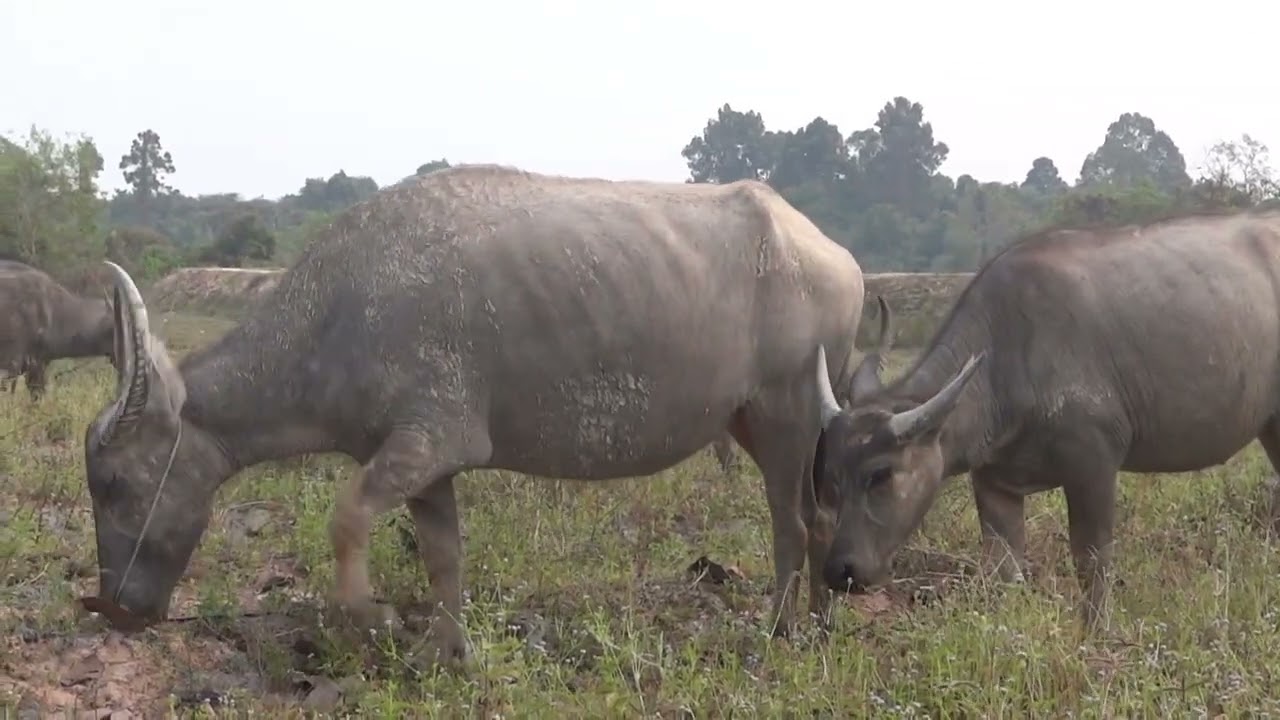Young boy buffaloes straight to train #buffalo #king #best #black #animal #wildlife