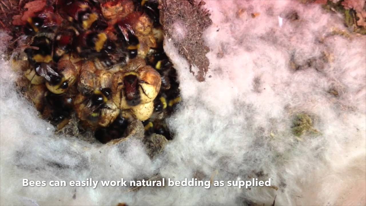 Bumblebee Nest box by Nurturing Nature with anti wax moth door