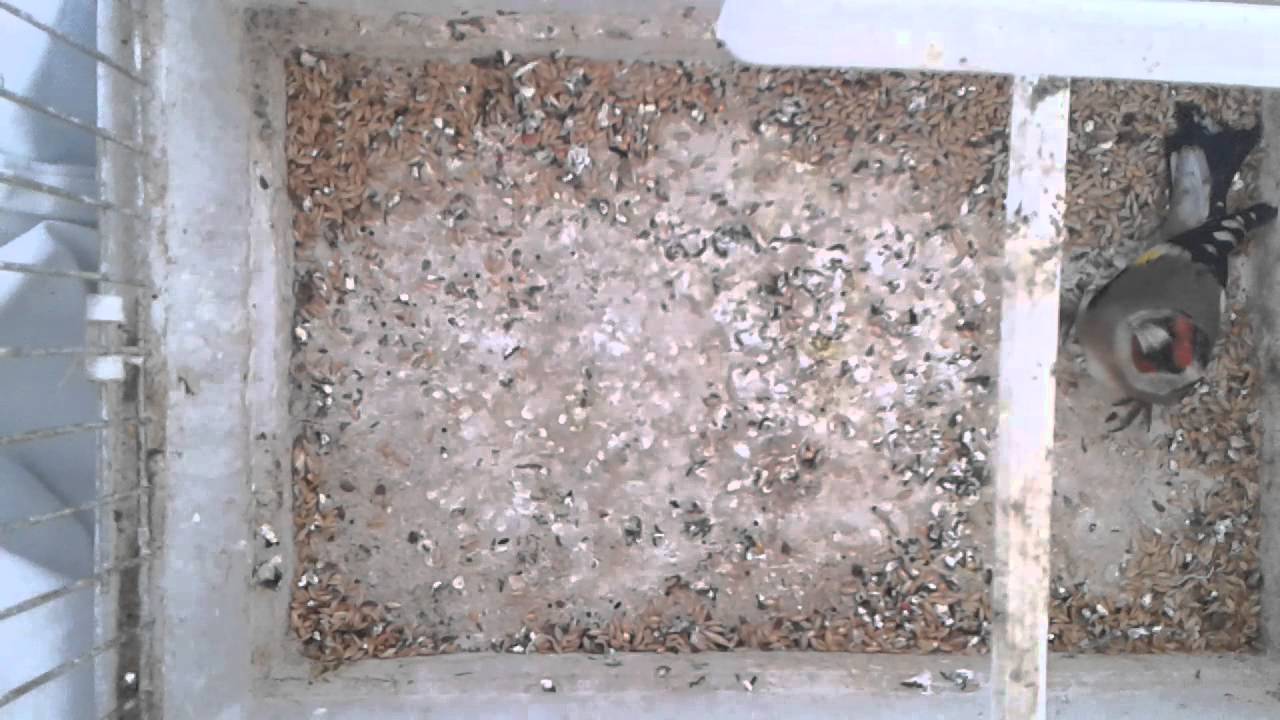Saka kusu akgerdan