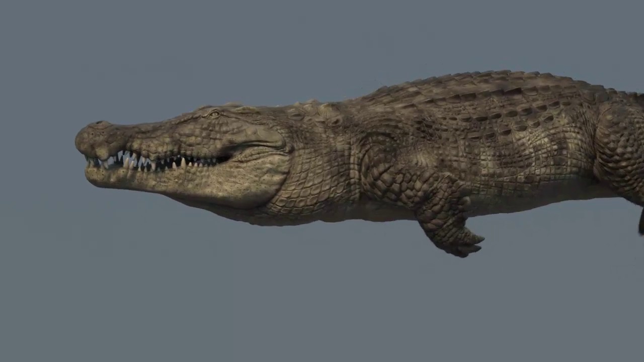 Crocodile Maya Rig