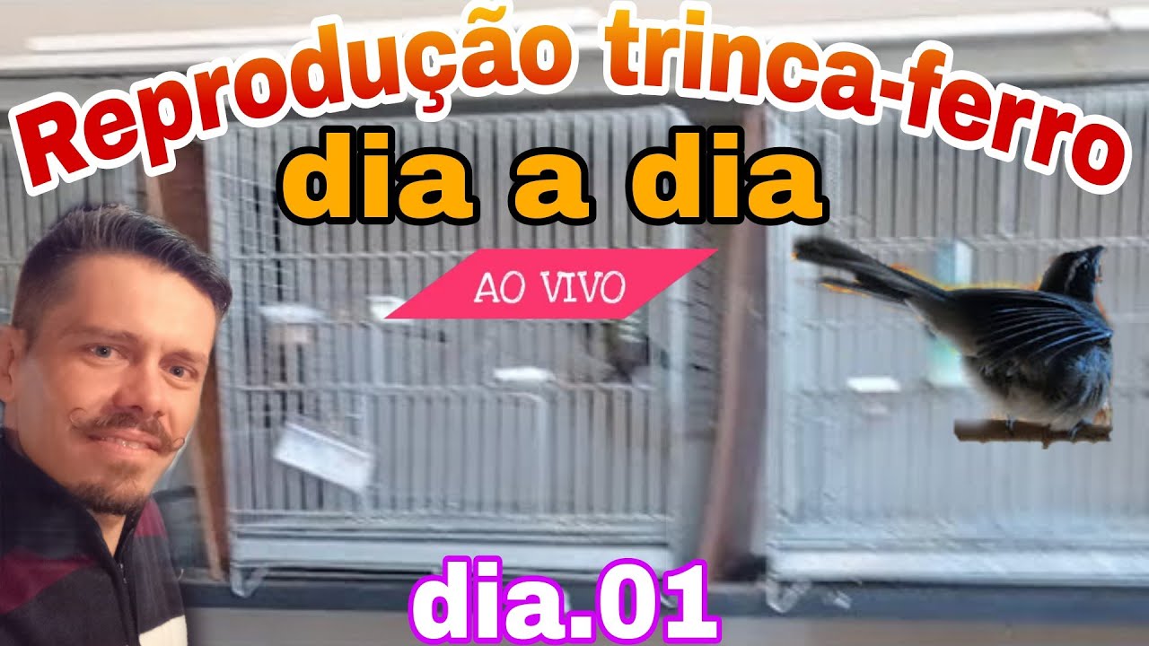 Reprodução Trinca Ferro Ao Vivo Na Pratica