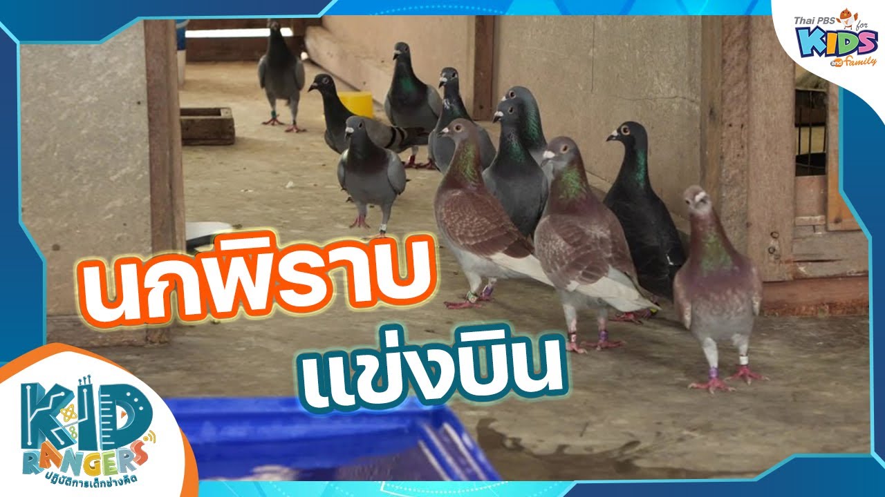 นกพิราบแข่งบิน : Kid Rangers ปฏิบัติการเด็กช่างคิด