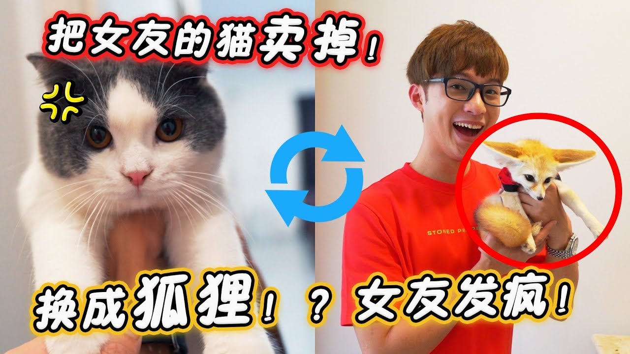 把女友的貓調包成狐狸！女友發現後會怎麼樣？