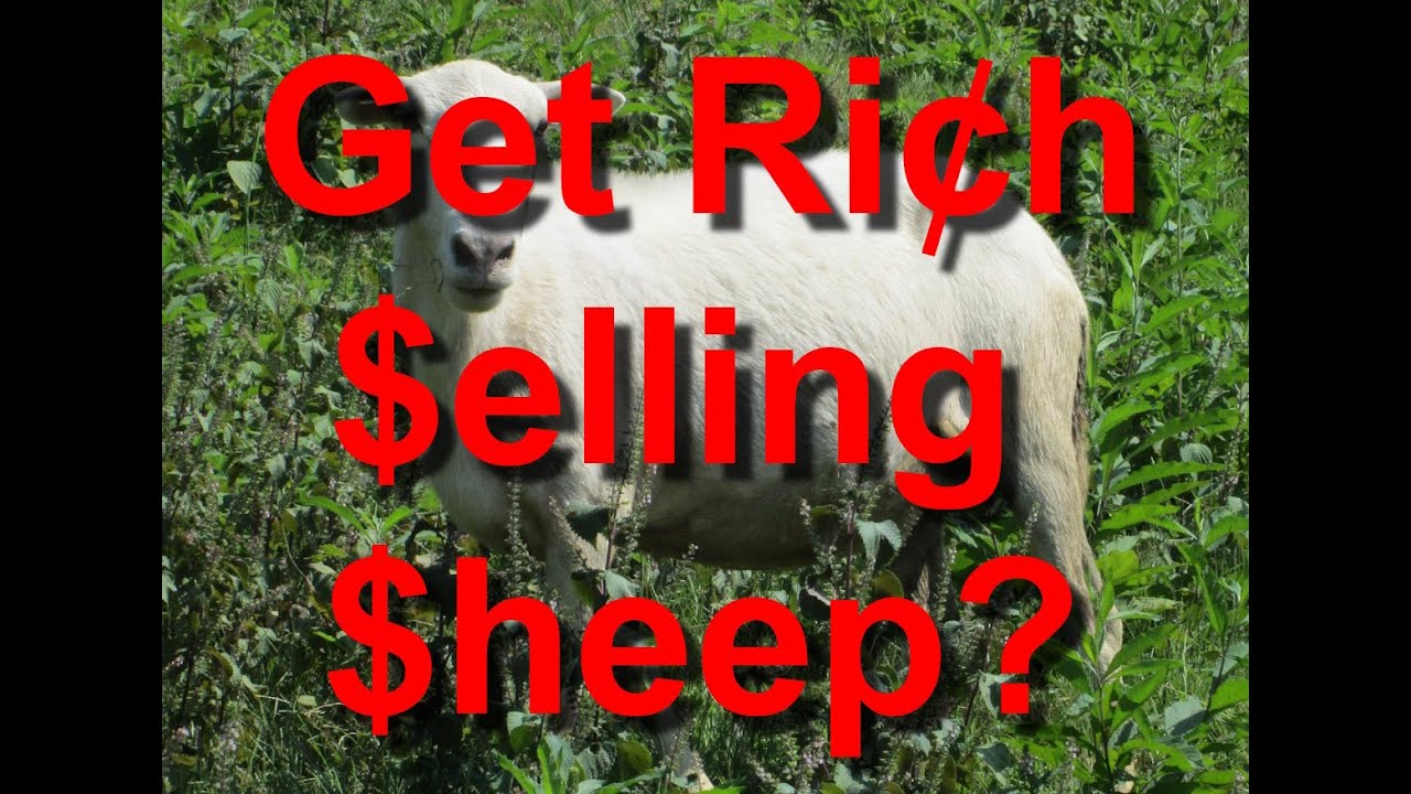 Get Rich Selling Sheep?  How Much Can You Make Raising Sheep?
