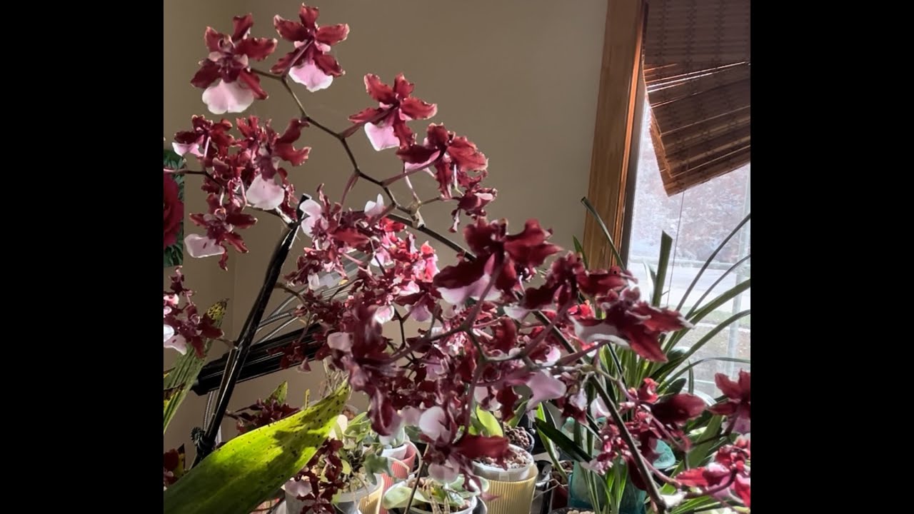 巧克力文心兰花开爆盆的养护心得  Oncidium Sharry Baby 'Sweet Fragrance' Culture Tips