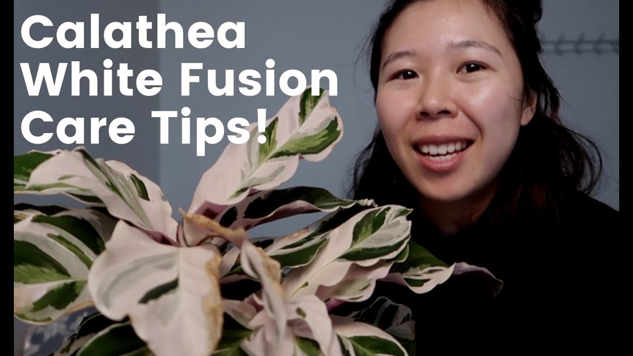 CALATHEA WHITE FUSION | HOW TO CARE!
