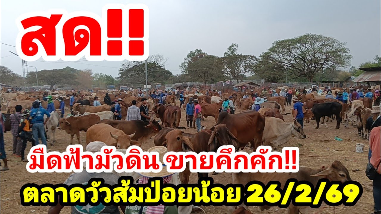 โชคดี youtube thailand กำลังถ่ายทอดสด!🔴สด ตลาดวัวส้มป่อย 26/2/69