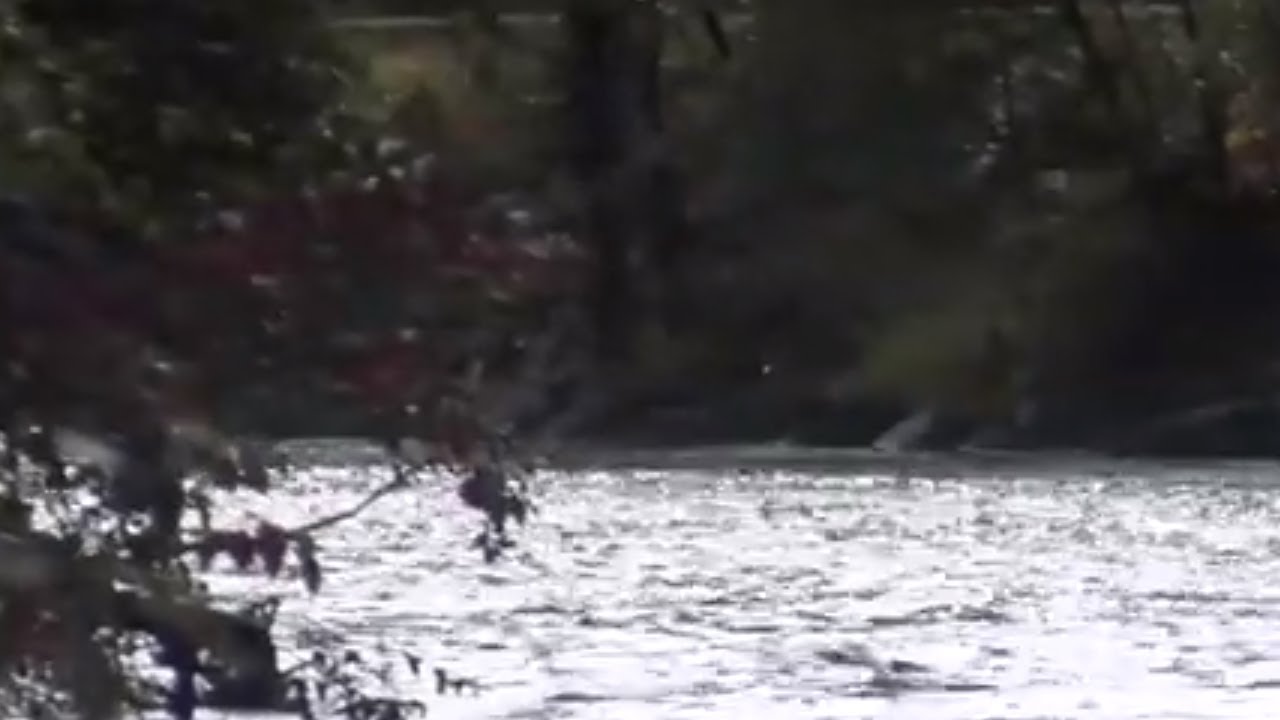 Chinook salmon are returning in surprising numbers to Cowichan River