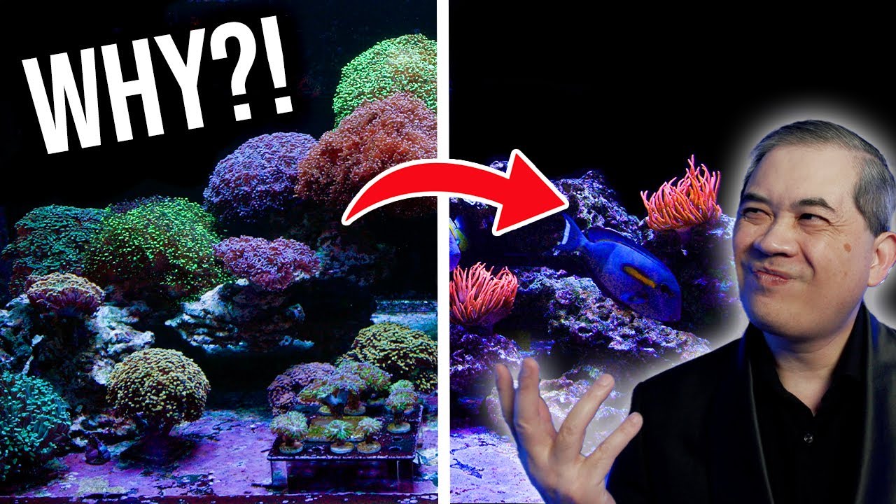 The End of an Era: Taking Down Our Iconic Fimbriaphyllia Show Tank!