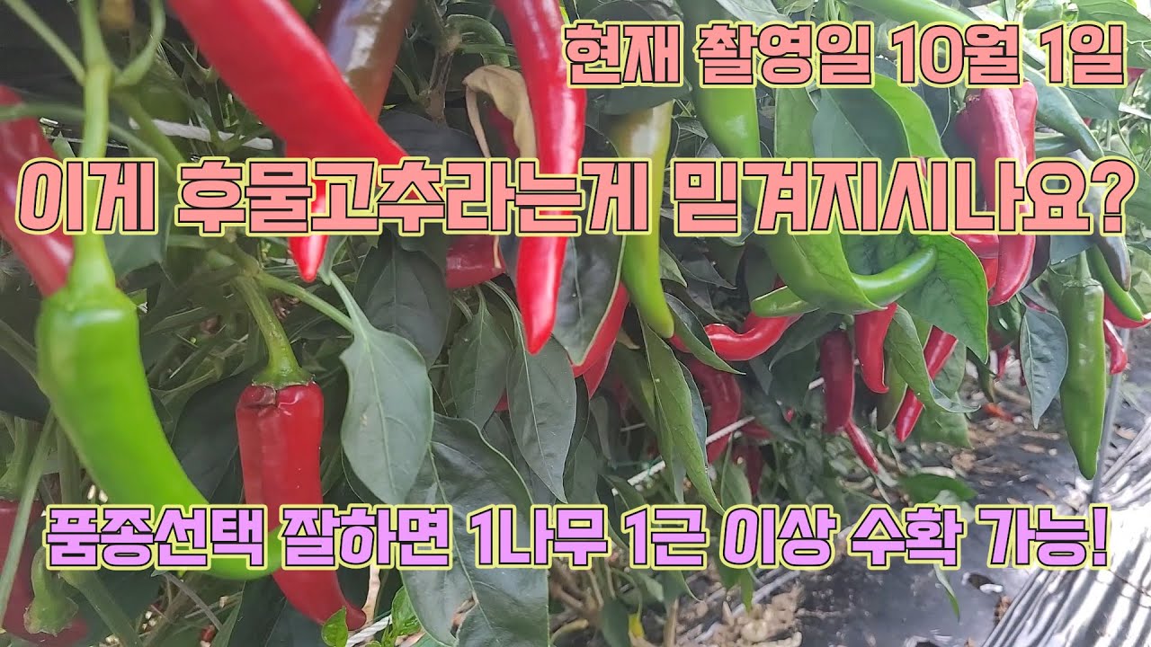 1나무에 1근 이상 수확하는 고추 농사!! 품종선택이 핵심입니다!! 고추 농사 잘 짓는 법!