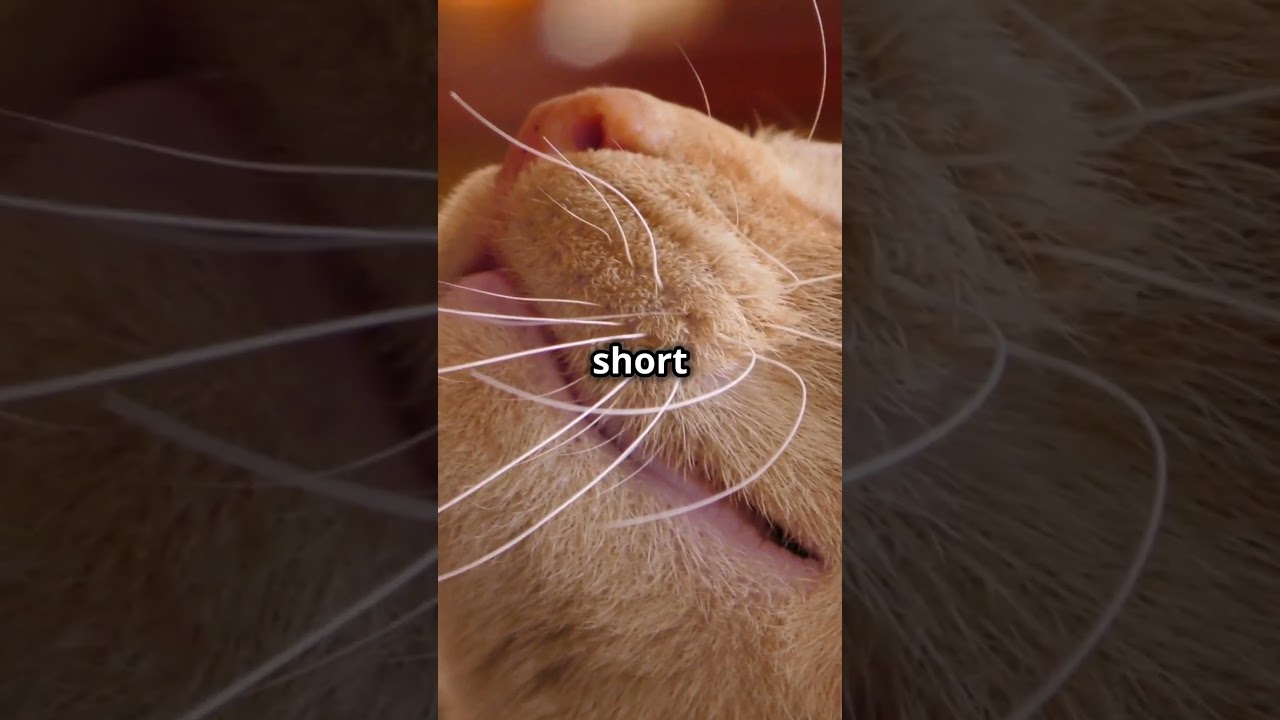 Can Cats Develop Their Own Language? 🐾 The Secret Feline Communication!