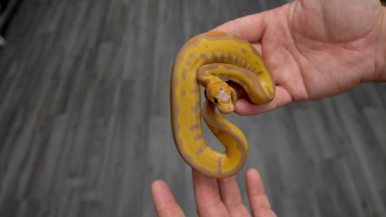 Black Pastel Redstripe Leopard Banana Clown
