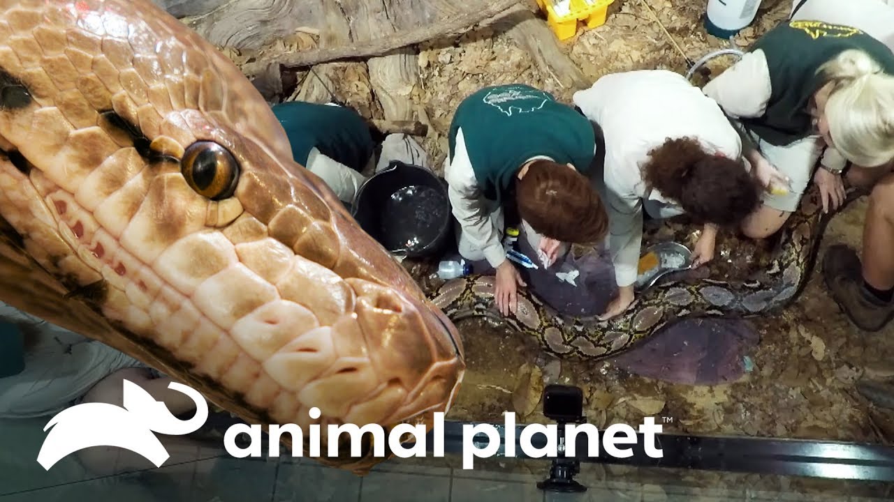 ¡Pitón reticulada tiene problemas mudando de piel! | Los Irwin | Animal Planet