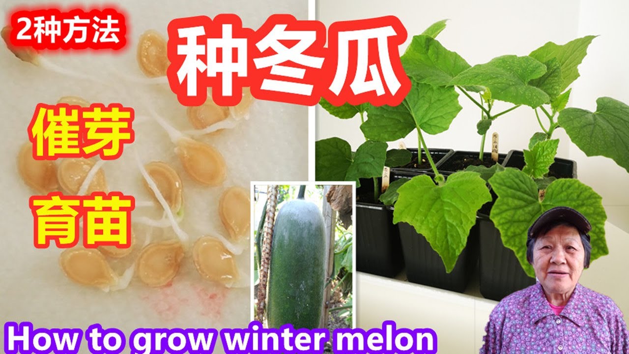 种冬瓜，如何催芽育苗，什么时间育苗？没有买到种子也可以种，2种方法\How to Grow Winter Melon\ Mars Hydro