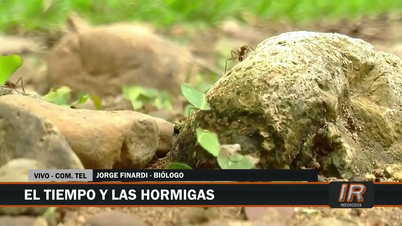 ¿Predecir el clima según las hormigas?