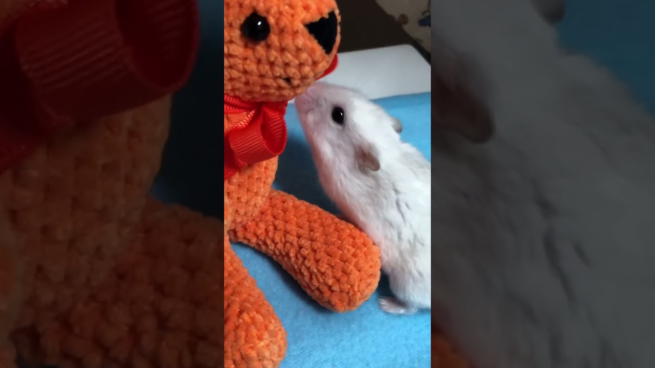 ハムスターにライバルがまた登場🧸　