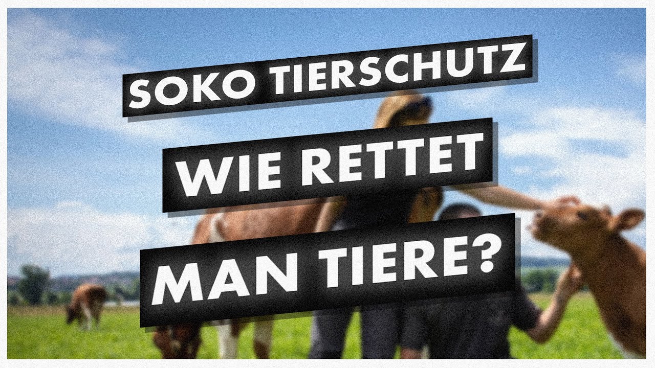 Wie retten wir Tiere? Talk mit @SOKOTIERSCHUTZ