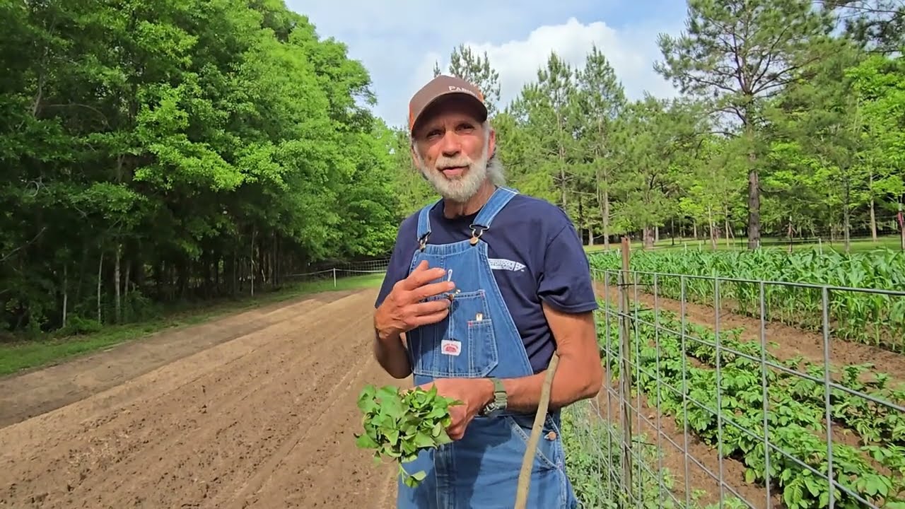 Sweet Potato KING