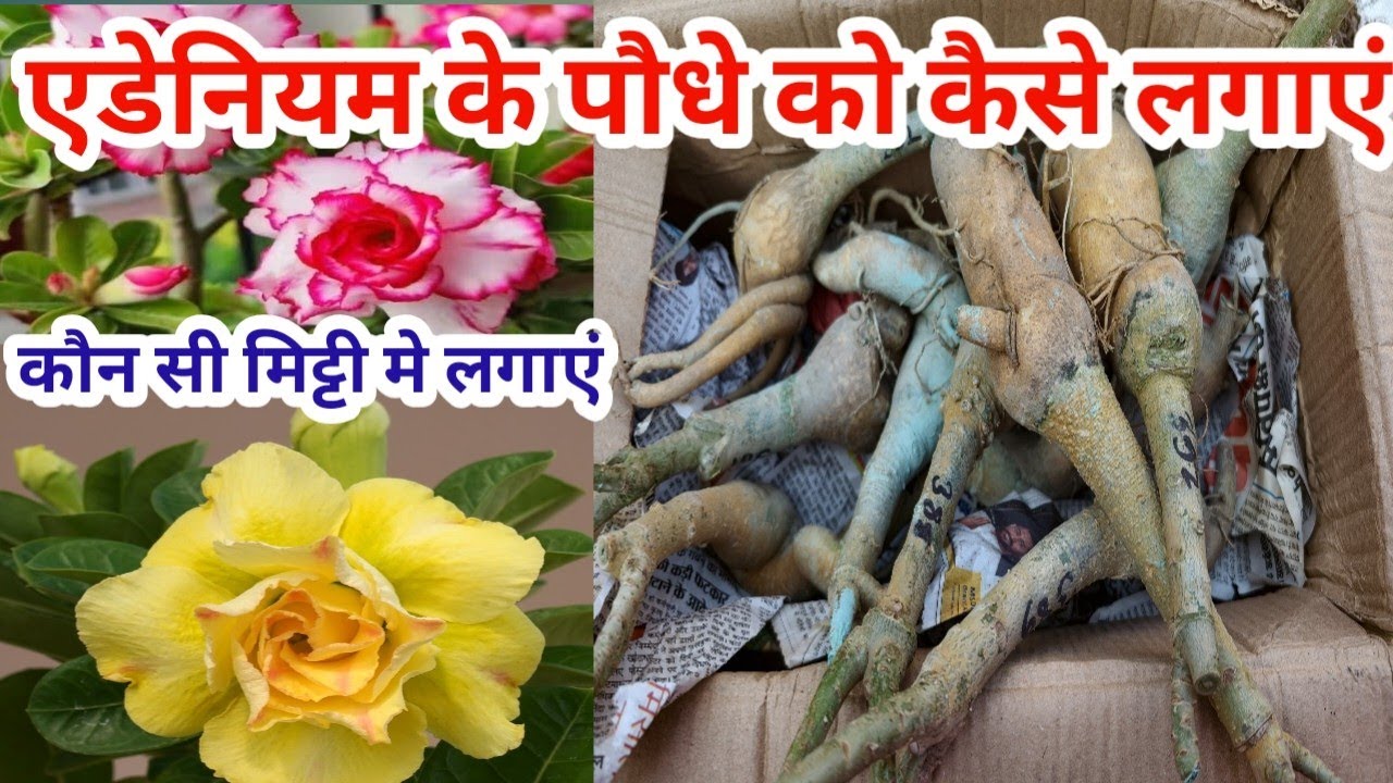 एडेनियम के पौधे को कैसे लगाएं और अच्छी ग्रोथ और फ्लावरिंग के लिए कौन सी मिट्टी बनाएं,tips repotting 
