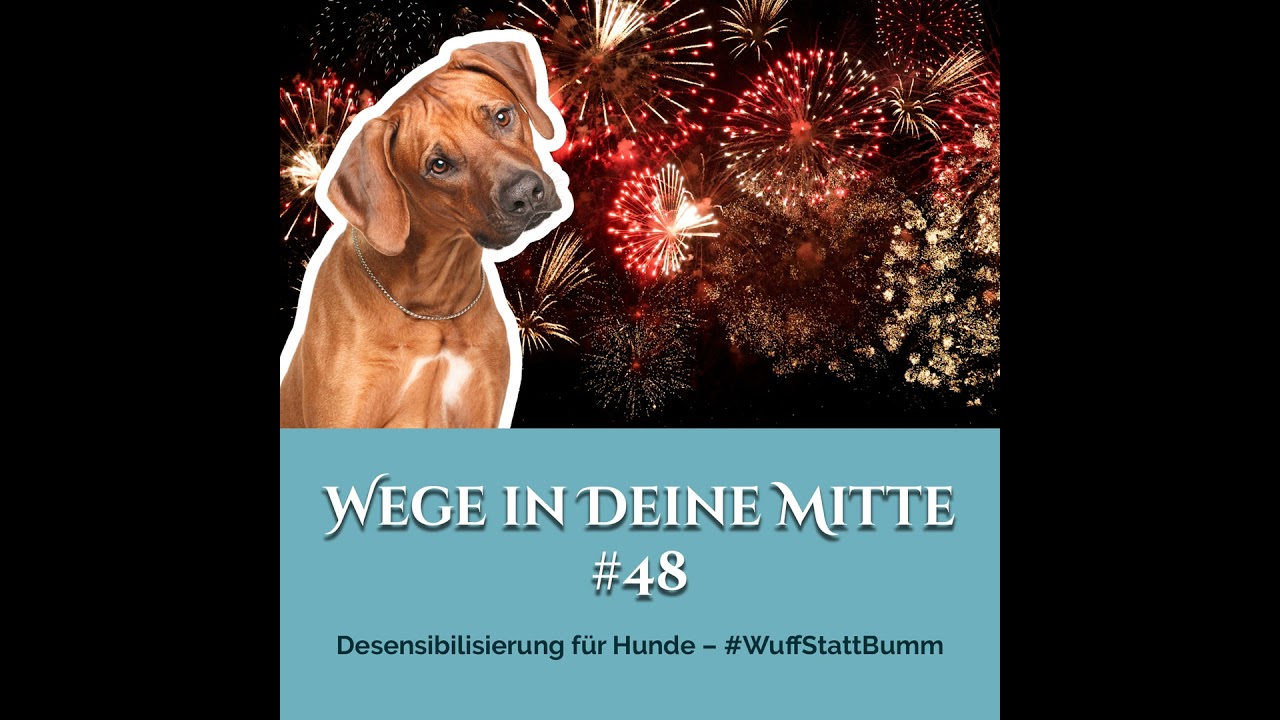 Desensibilisierung für Hunde – 