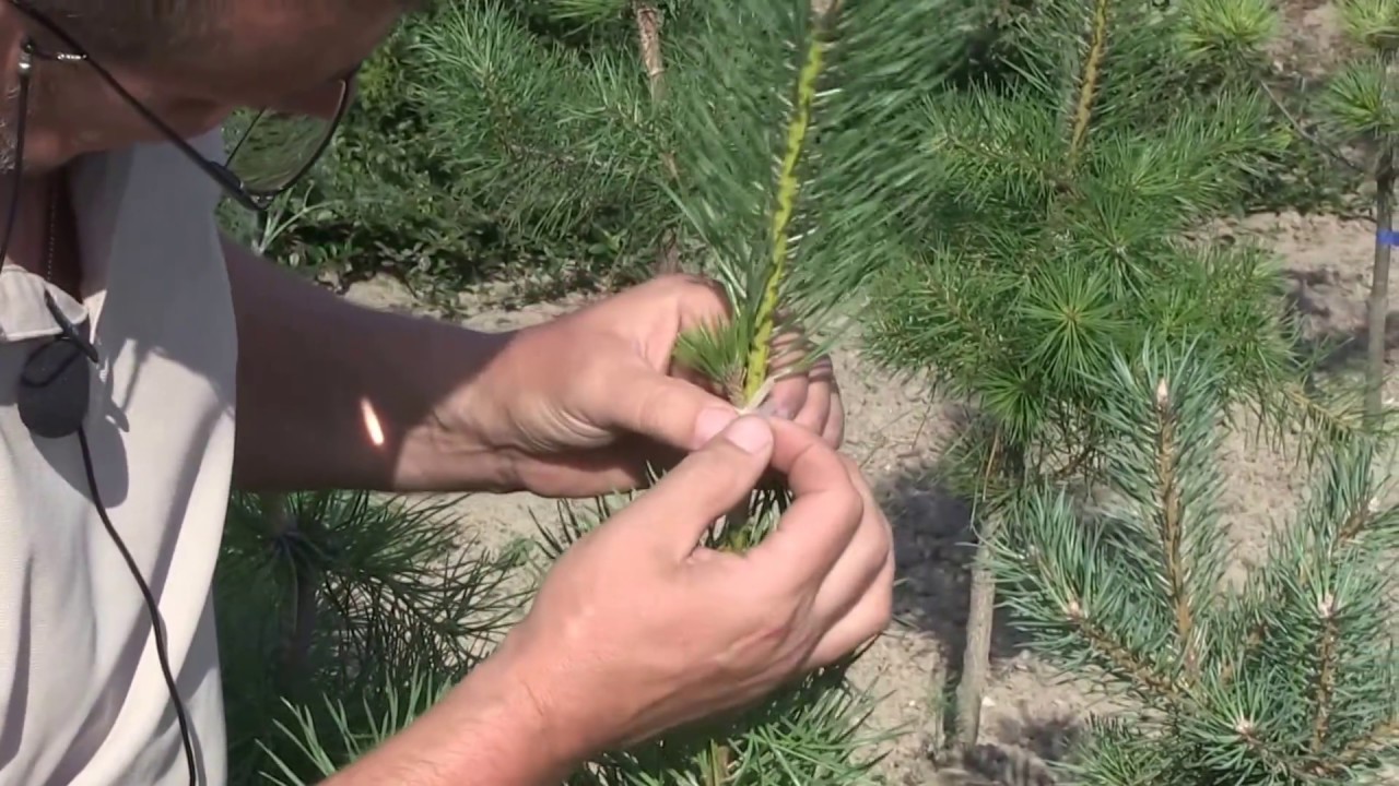 Літне щеплення ялини і сосни від Петровича.