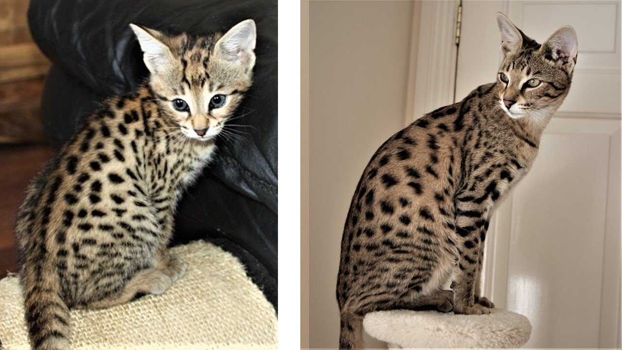 From Kitten to Big Savannah cat