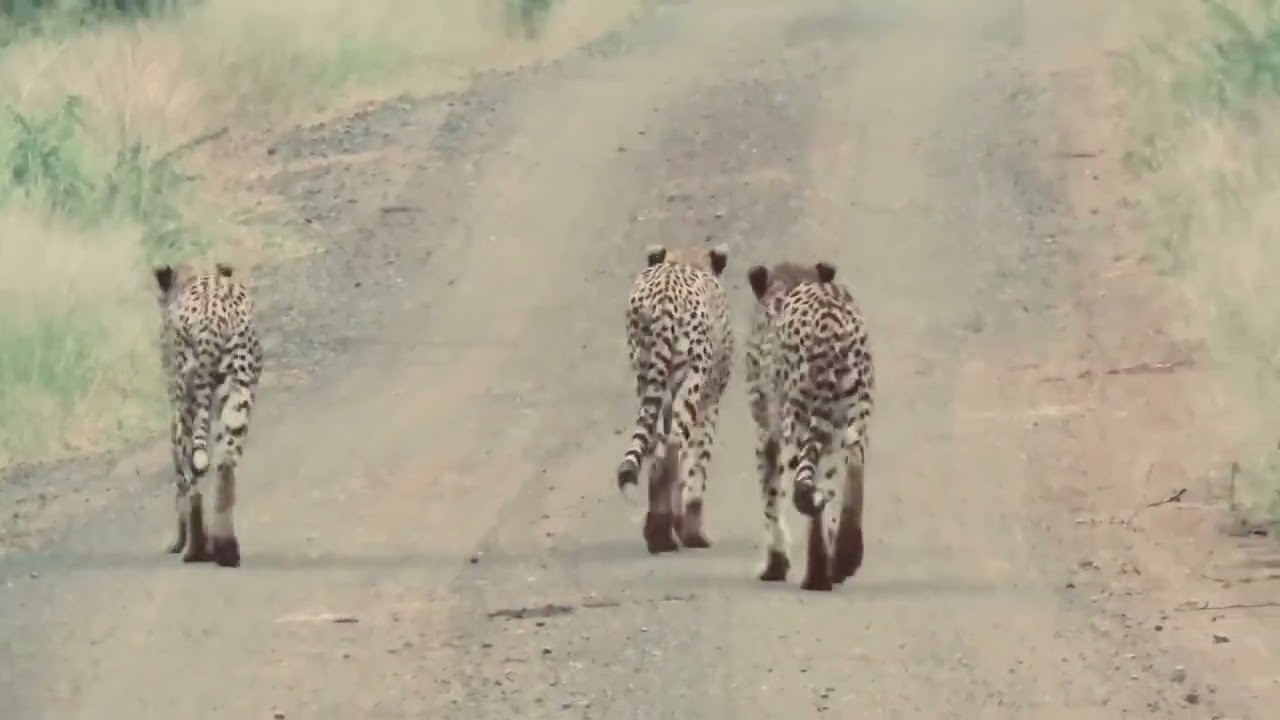 A Cheetah Coalition in iMfolozi, Zululand