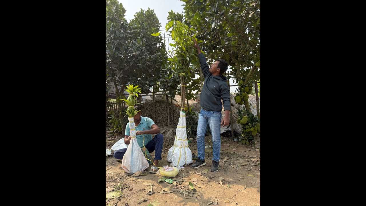 7-8 Feet Miyazaki Mango Plant With Multiple Branches | #miyazaki #basundharanursery #Nursery