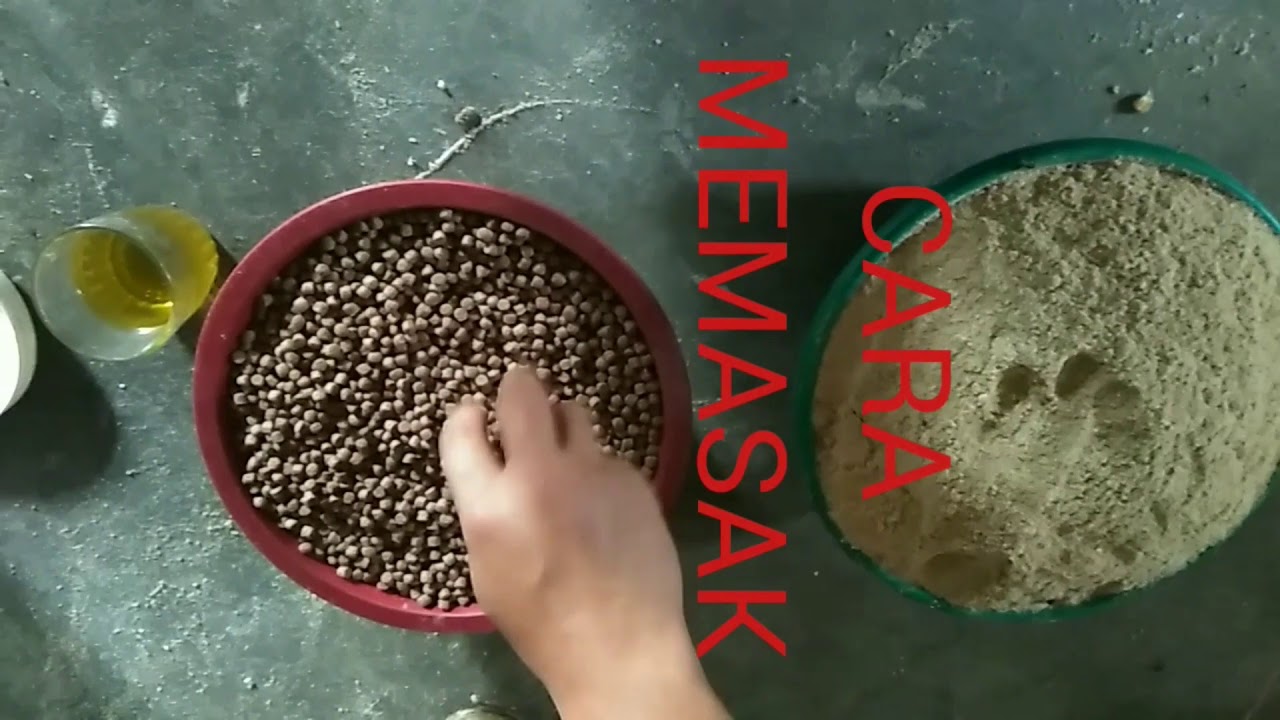 CARA MEMBUAT PAKAN LELE ALTERNATIF MENGGUNAKAN DEDAK
