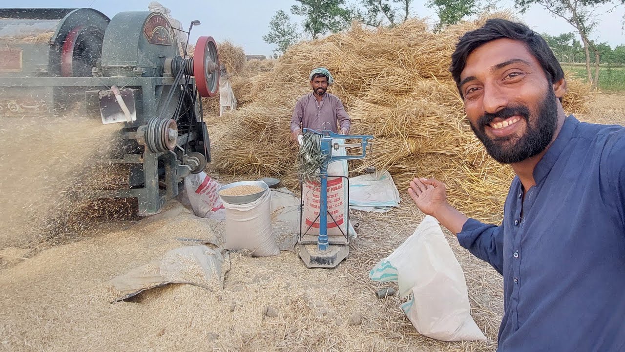 Wheat Harvesting 🌾 Thresher Machine Agriculture In Punjab Pakistan | Village life Tours Adnan vlogS
