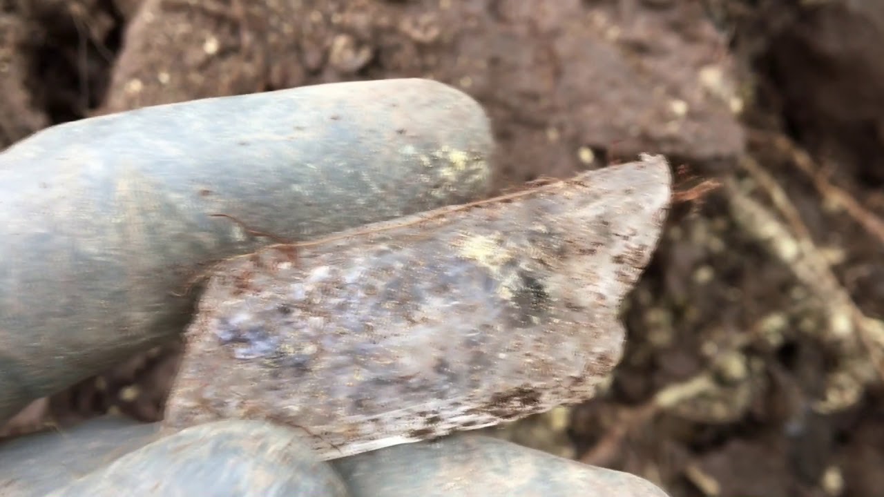 Sádrovec od Loun - Mineral Session 2021
