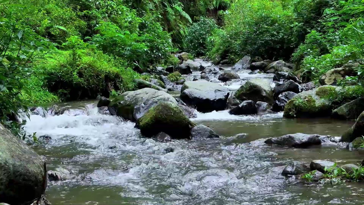 Ease your inner noise with peaceful river ambience in a soft green forest to guide you into sleep