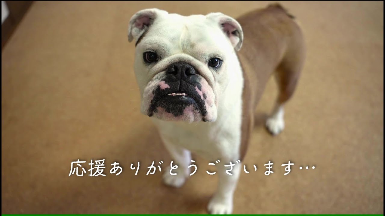 気管支炎で１週間療養していた愛犬の現状をご説明します。