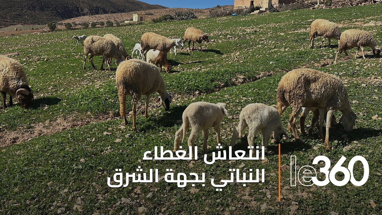 بعد 7 سنوات عجاف.. المراعي بجهة الشرق تستعيد عافيتها وتخفف عبء الأعلاف