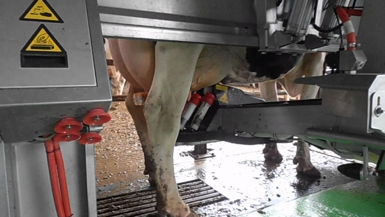 Lely Astronaut A4 nelle grandi aziende - ITALY LC CERESARA
