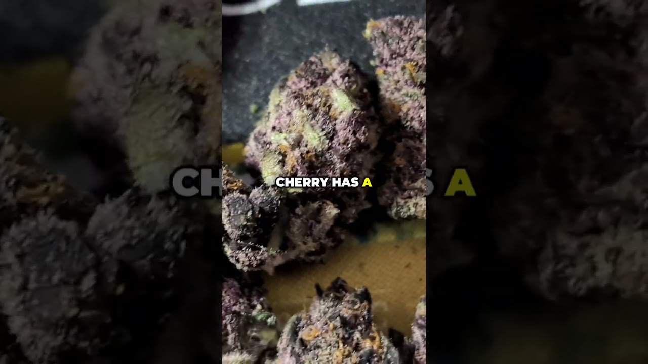 Trop Cherry Strain: Terpenes & Effects