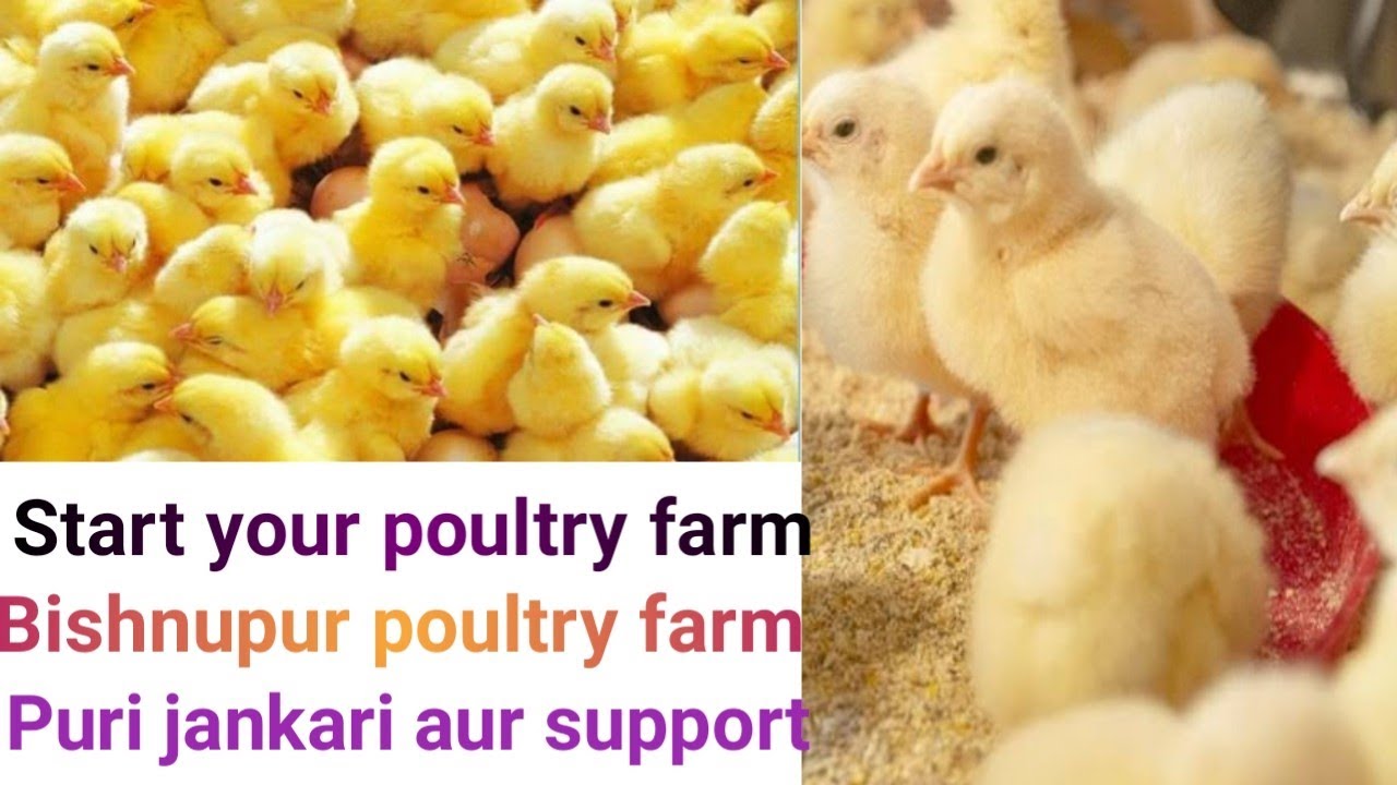 30'000 capacity poultry farm#west Bengal poultry farm#full detals puri jankari/Bengal pet house farm