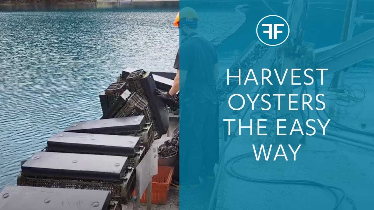 FlipFarm oyster system - harvesting