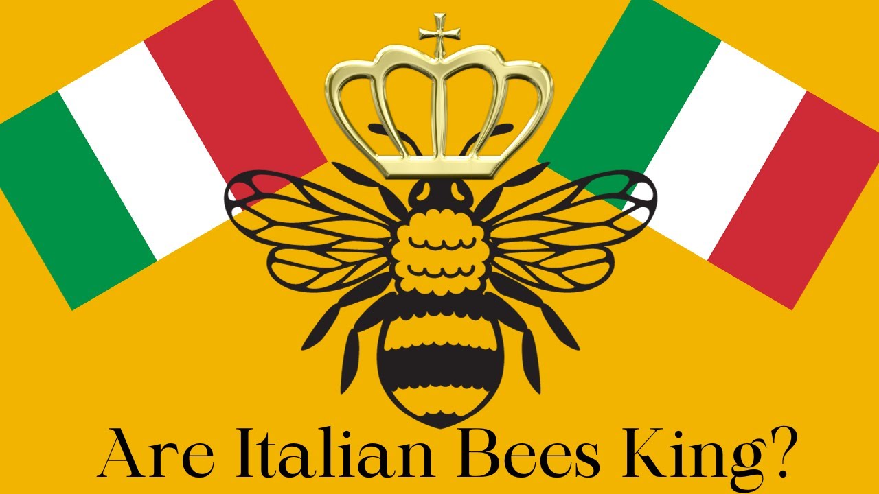 Italian Honey Bee - Why are they the most popular honey bee?