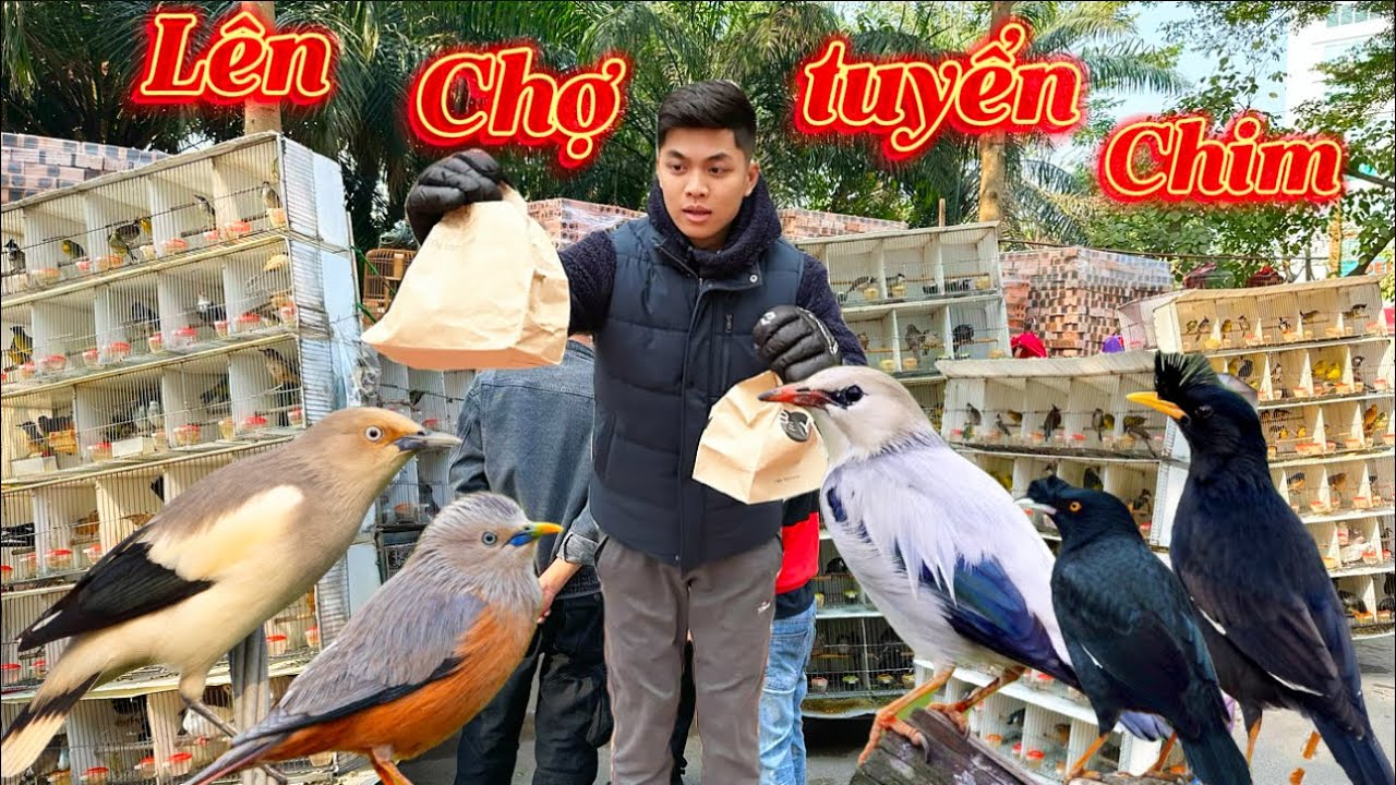 Lên phiên chợ chim dốc Tam Đa chọn chim SÁO ĐÁ MỎ ĐỎ & SÁO TRUNG QUỐC cho người bạn || Đạt Bird TV