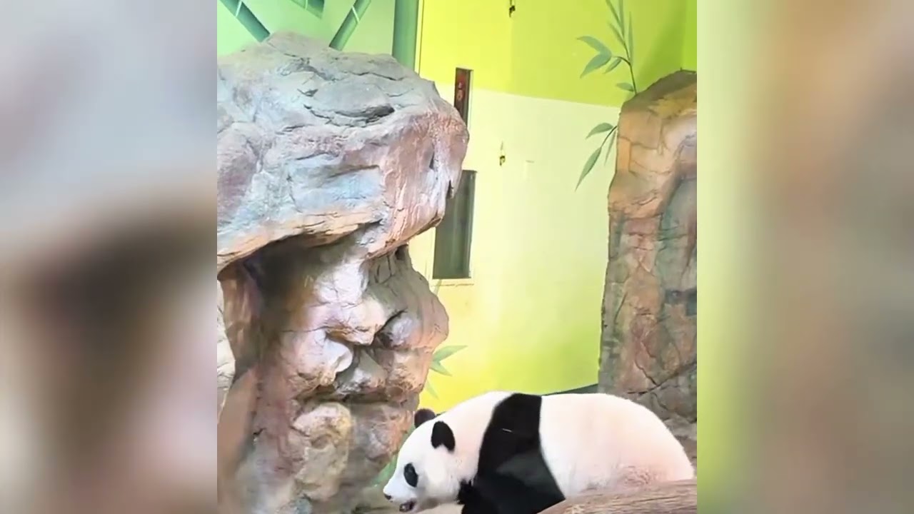 1.8長隆♥️大熊貓妹豬下午威外公加餐 /錄頻分享