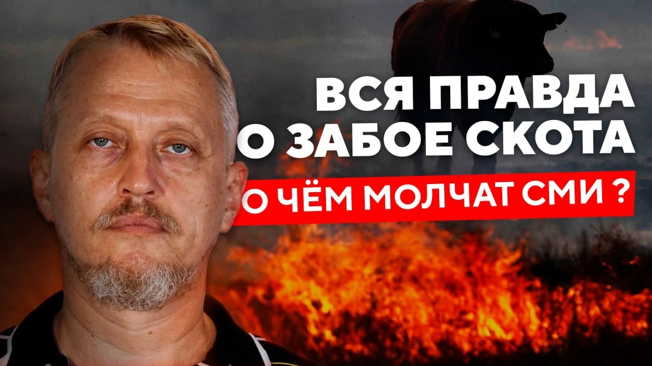 Забой коров: циничные ответы на наивные вопросы по поводу истинных мотивов Кремля. №294 #Халезов