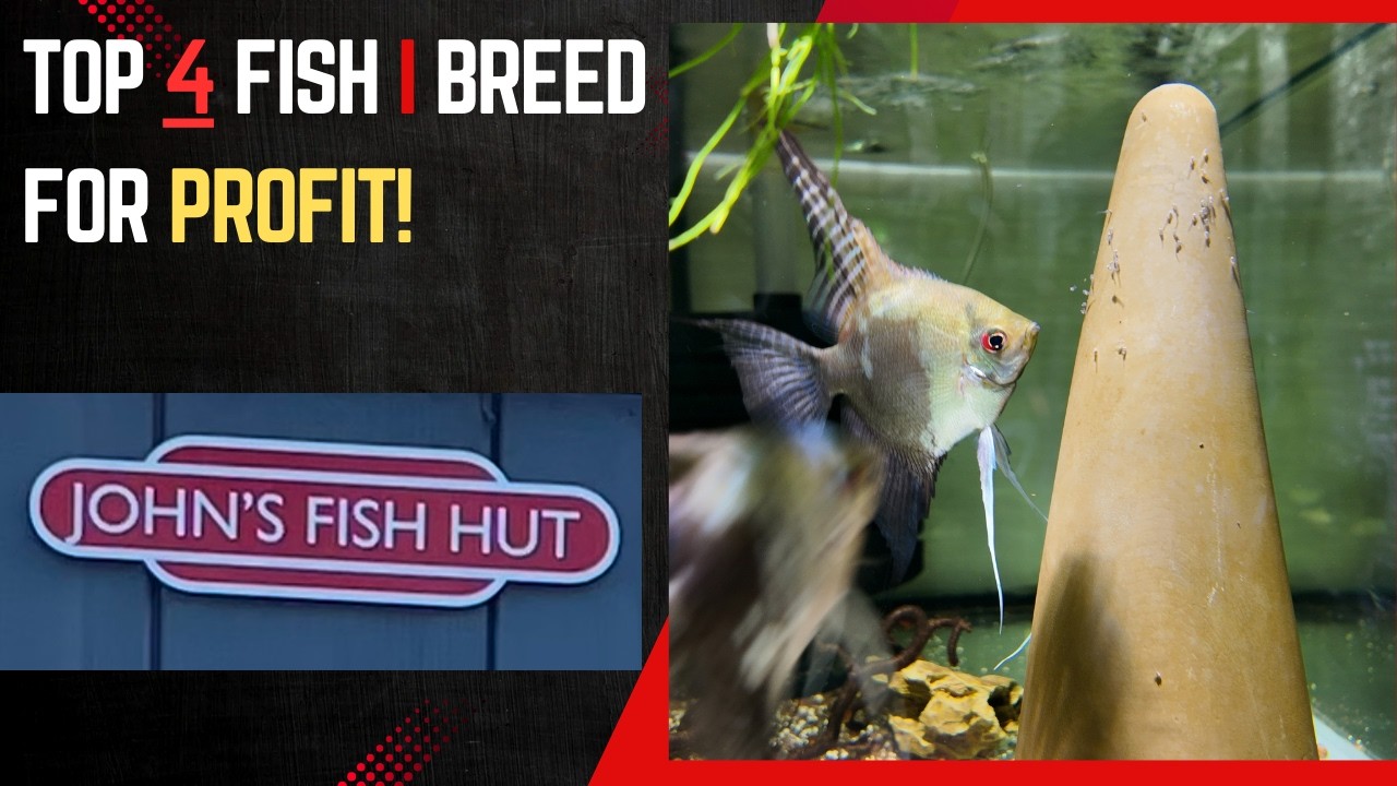 FISH TO BREED FOR PROFIT.