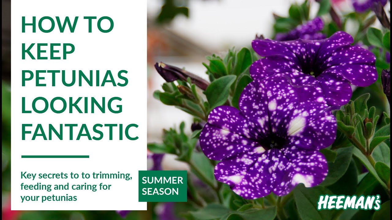 How to Keep Petunias Looking Fantastic All Summer