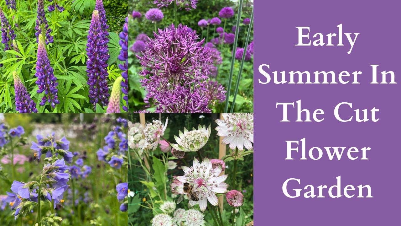 Early Summer In The Cut Flower Garden