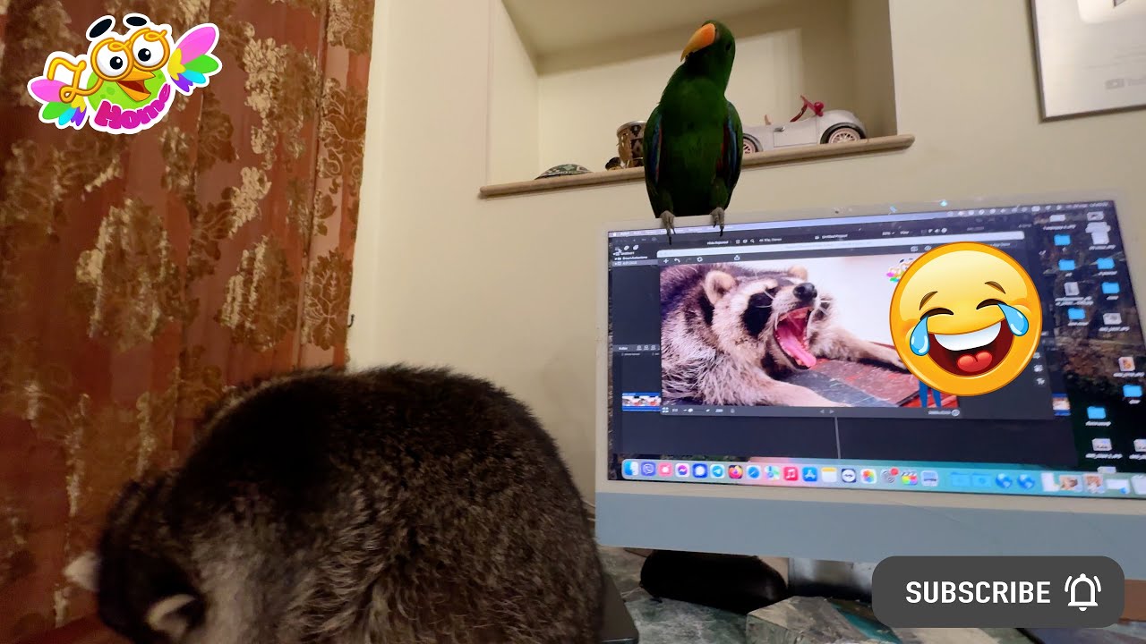 Parrot Medchen is surprised by the raccoon's behavior.  Попугай Медхен удивлен поведением енота.