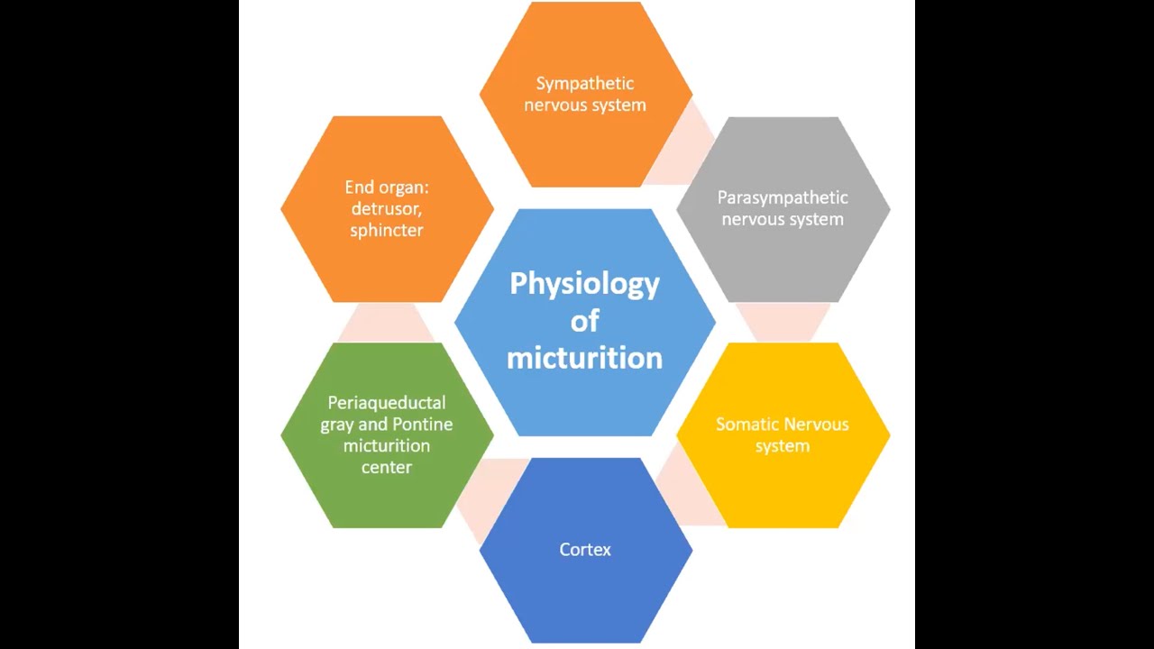 PAUS Physiology of Micturition