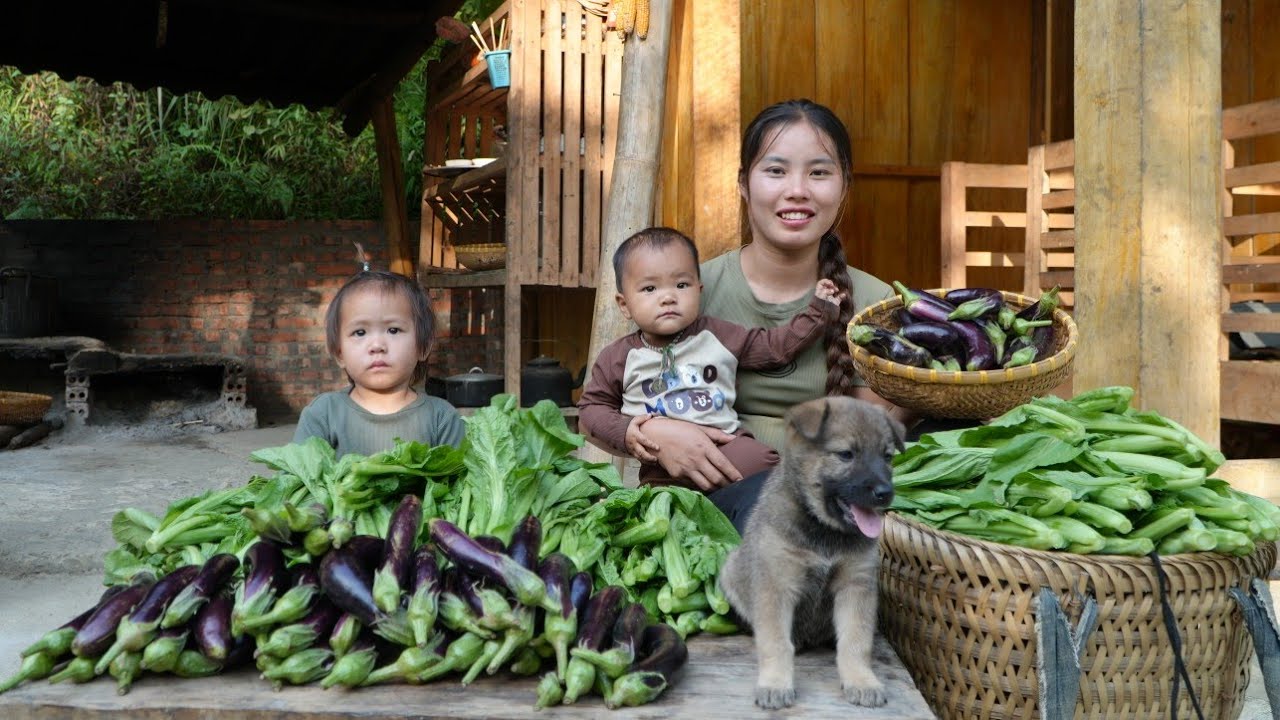 Harvest green vegetables and eggplants to sell at the market - cook with your children